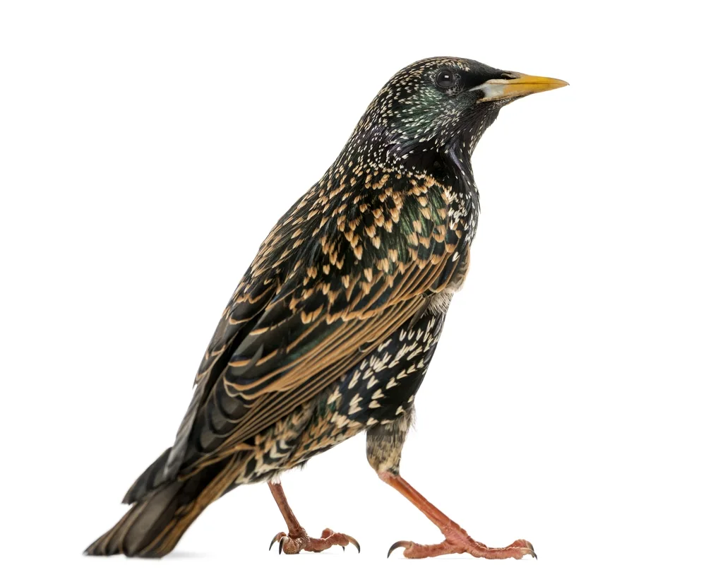 Maskarensky's tufted starling