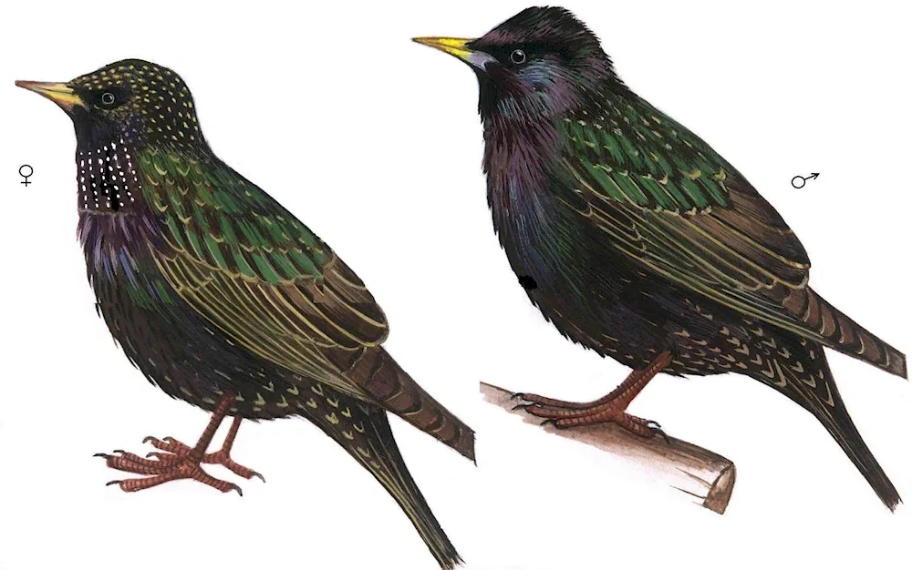 Female and male starling