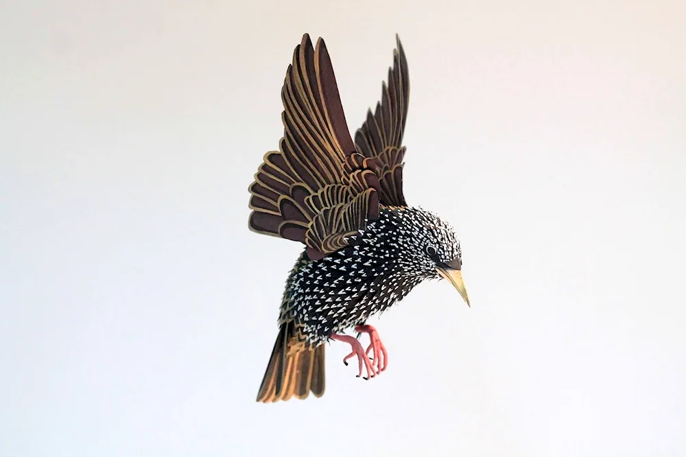 Migratory birds starling for children