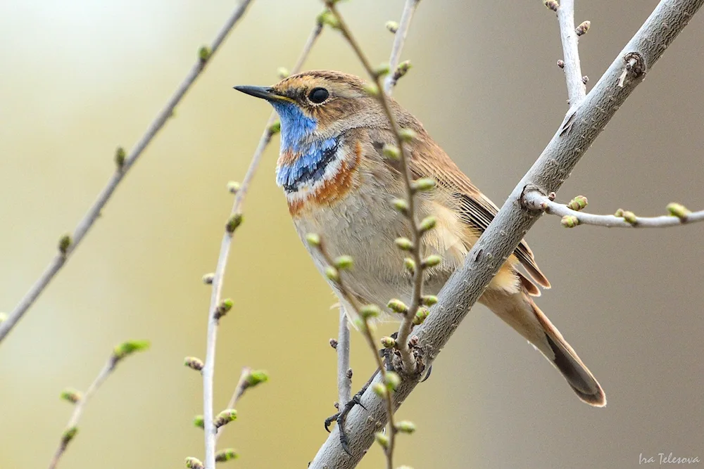 Birds of the Samara Region in winter