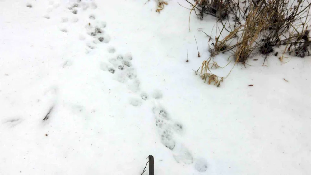 Tracks of raccoon dog on the ground