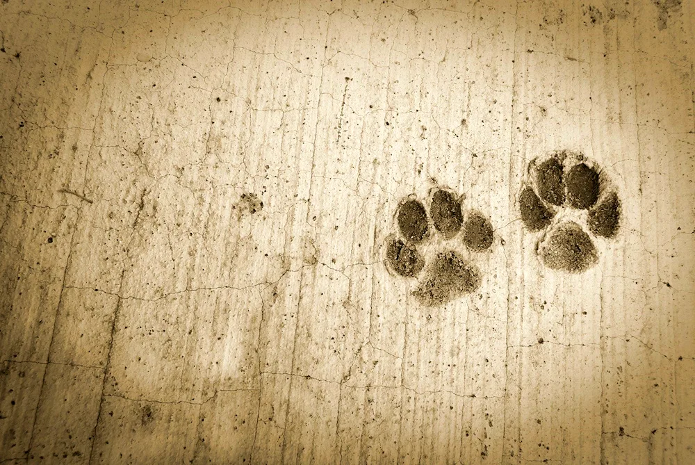 Animal paw background