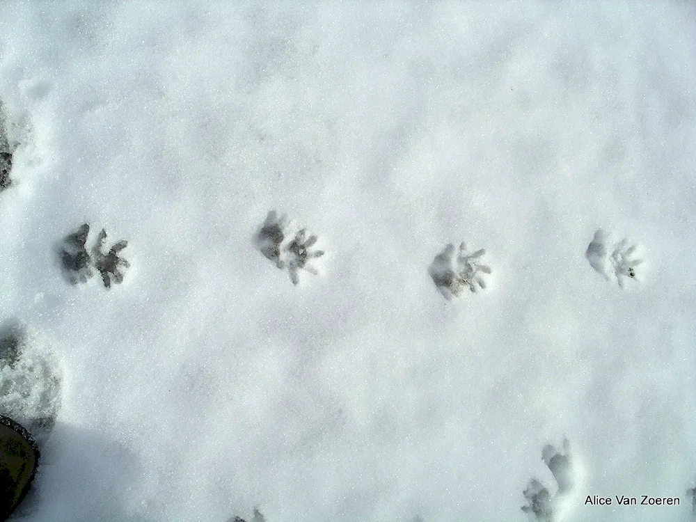 Tracks of flying squirrel