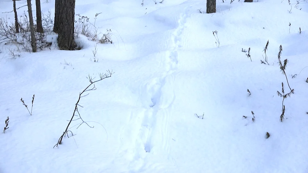 Tracks of grouse on snow