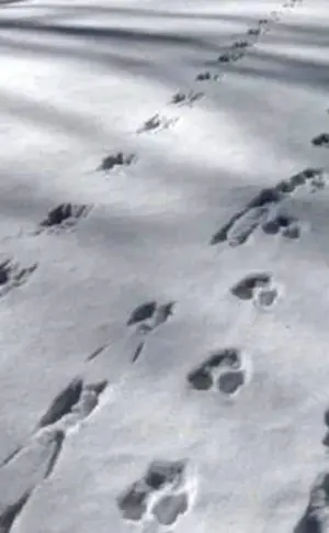 Tracks of stoat