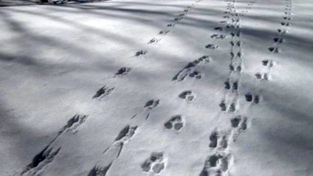 Tracks of stoat