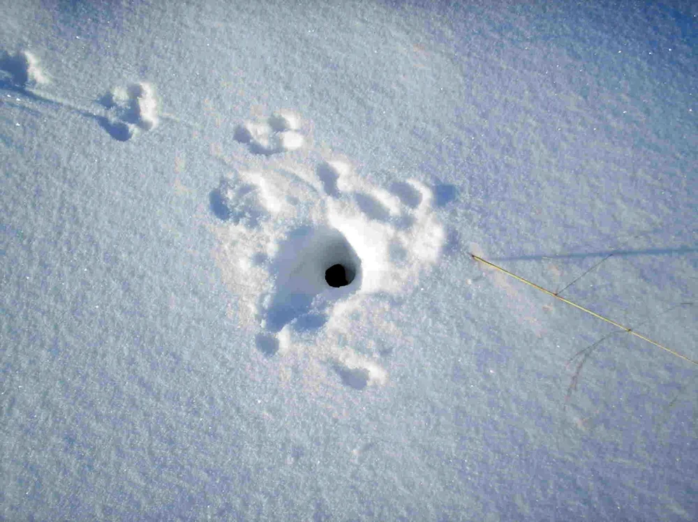 Tracks of stoat on snow