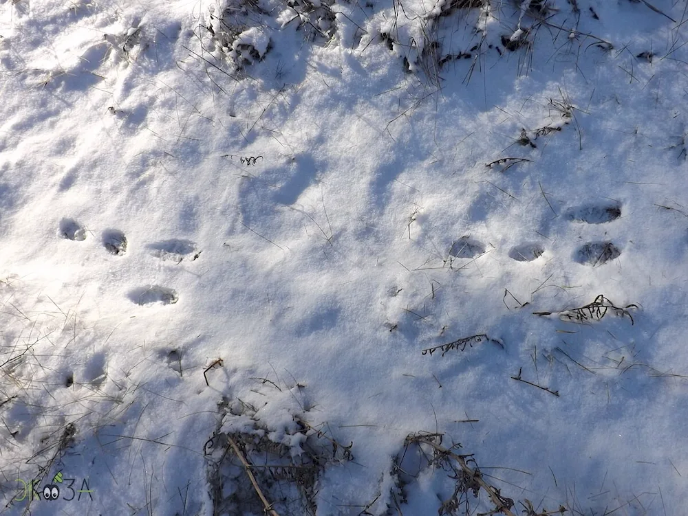 Tracks of marten