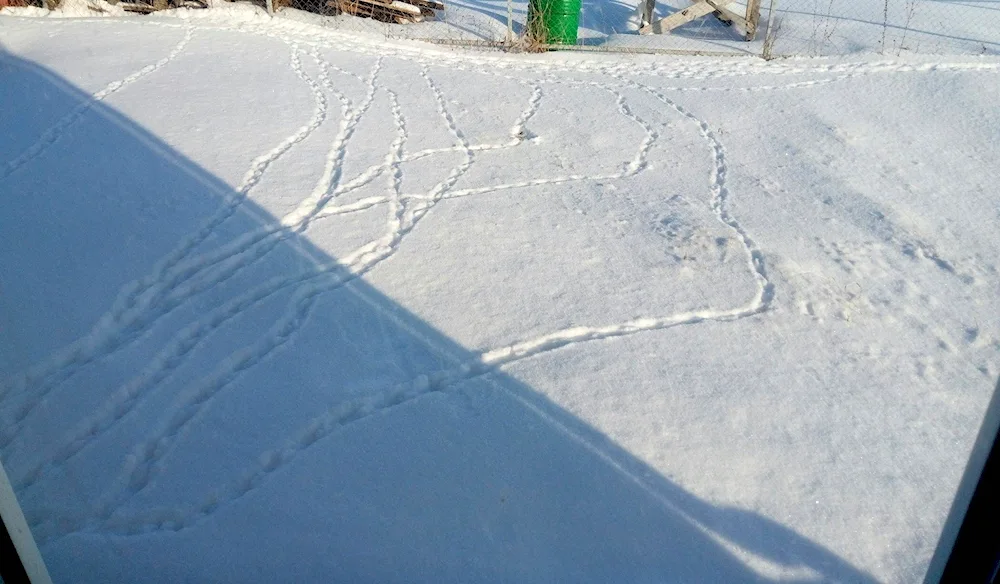 Tracks of polecat on snow