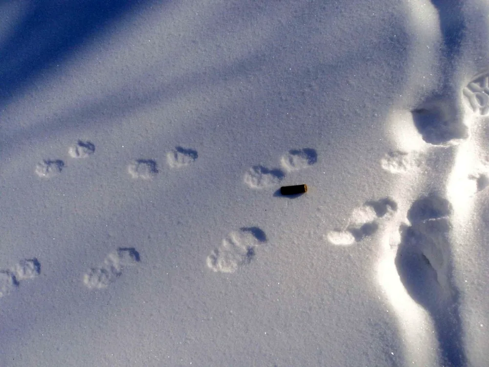 Tracks of polecat and marten on snow