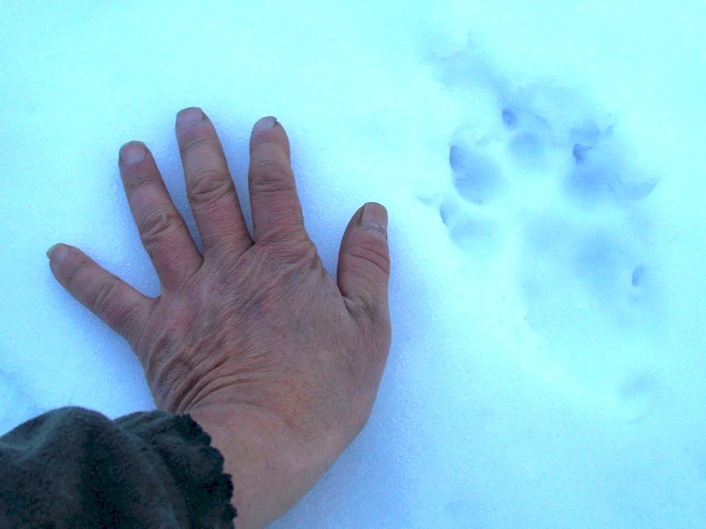 Polecat tracks in the snow
