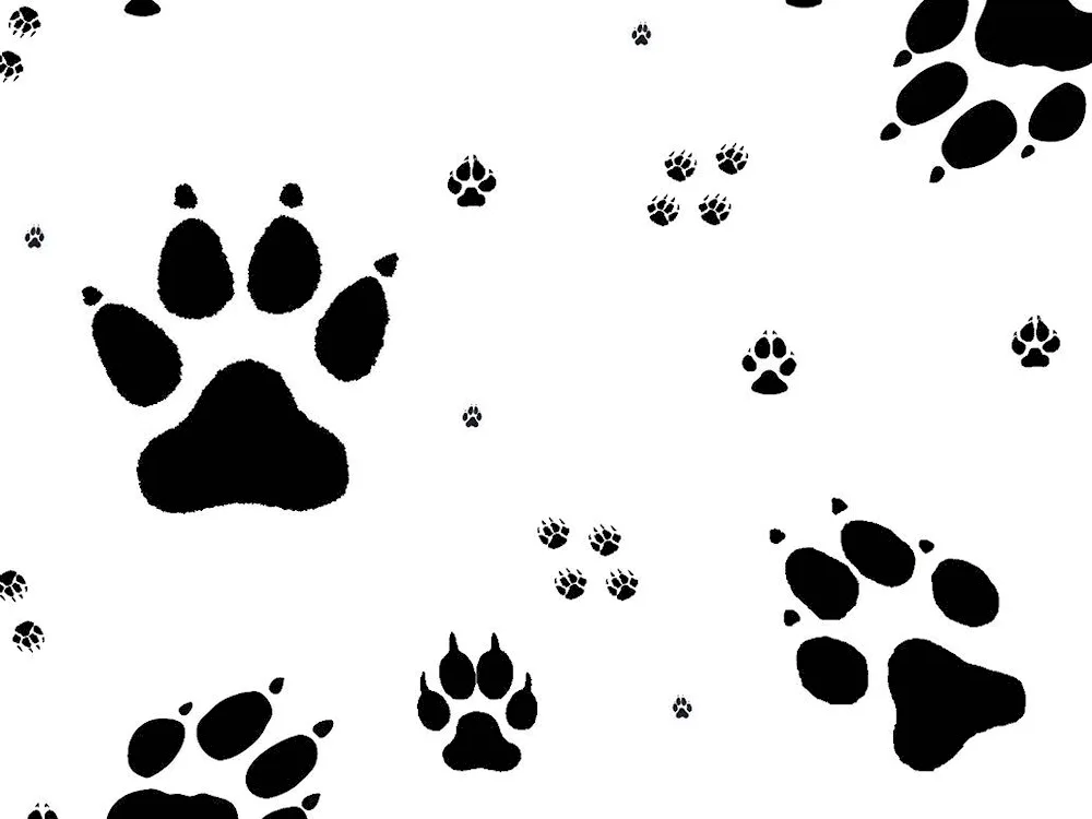 Animal tracks