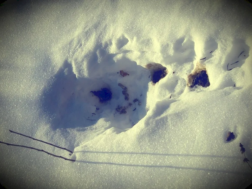 Tracks of marten