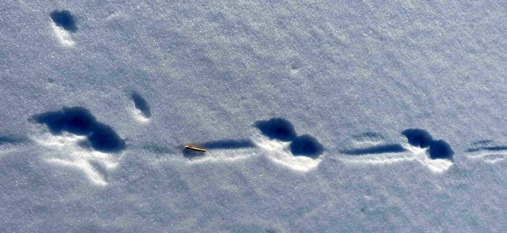 Tracks of Kunitsyn