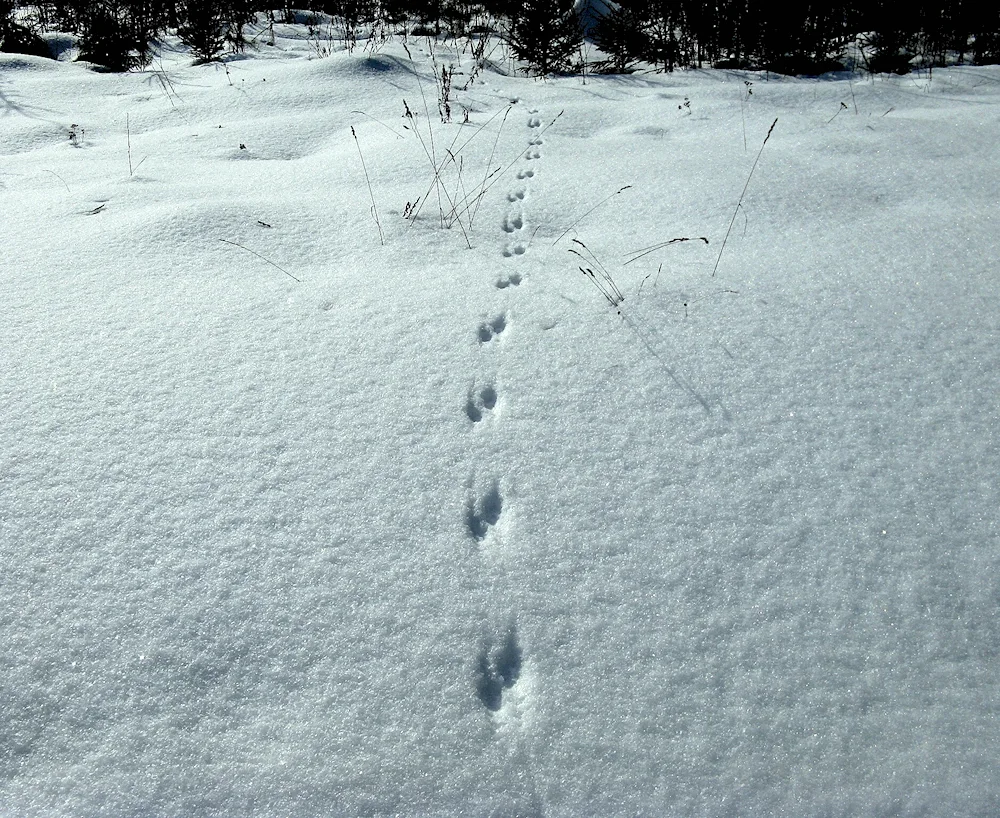 Tracks of Kunitsyn