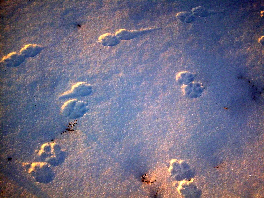 Polecat tracks in the snow photo