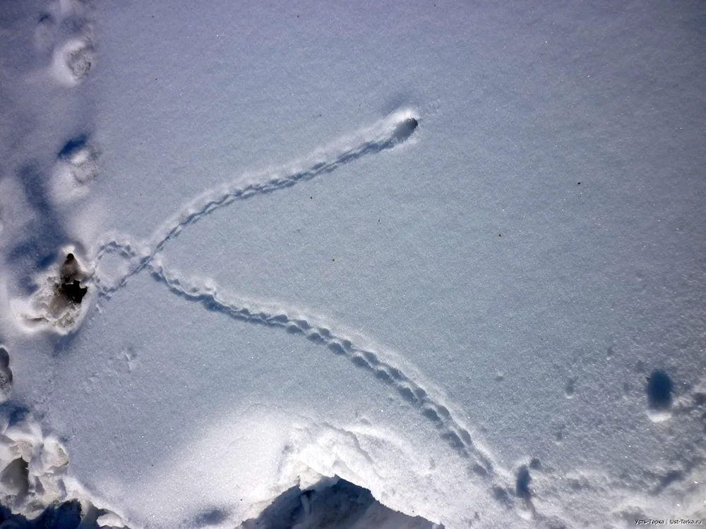 Hondatra tracks in the snow
