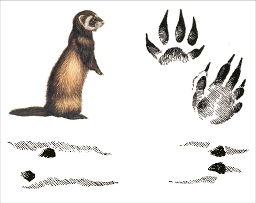 Tracks of wood marten