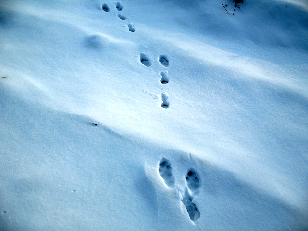 Tracks of wood marten