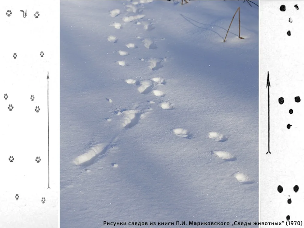 Fox tracks in the snow