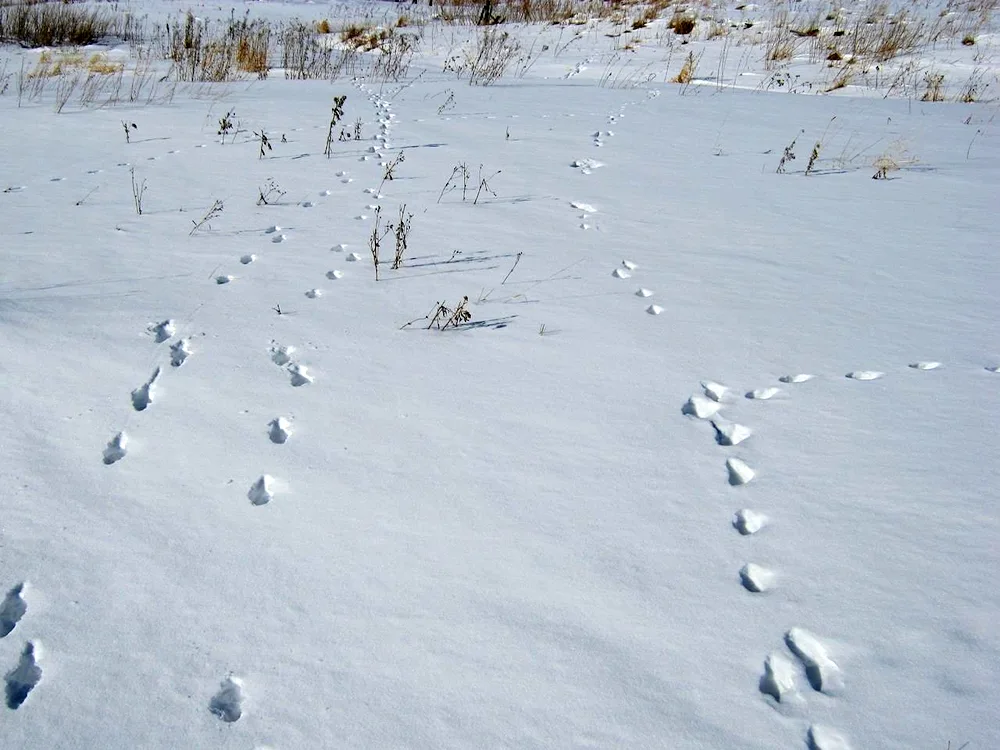 Weasel tracks in the snow