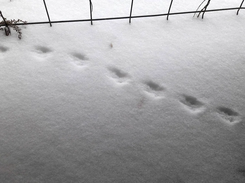 Tracks of Kunitsyn on snow
