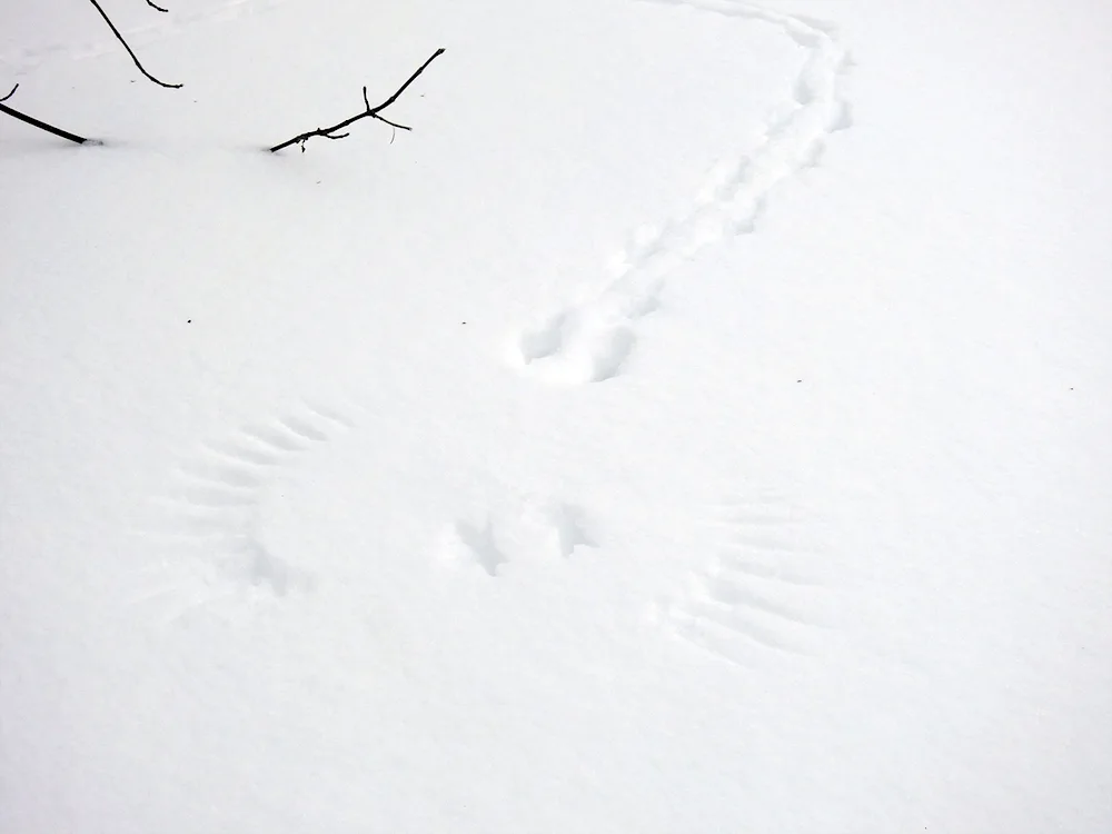 Tracks of stoat on snow snow