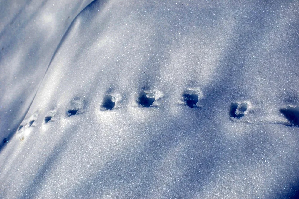 Small animal tracks in the snow