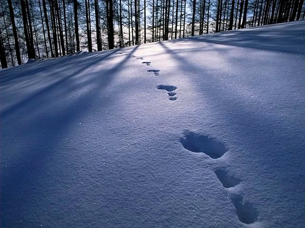 Shakir's wolf tracks