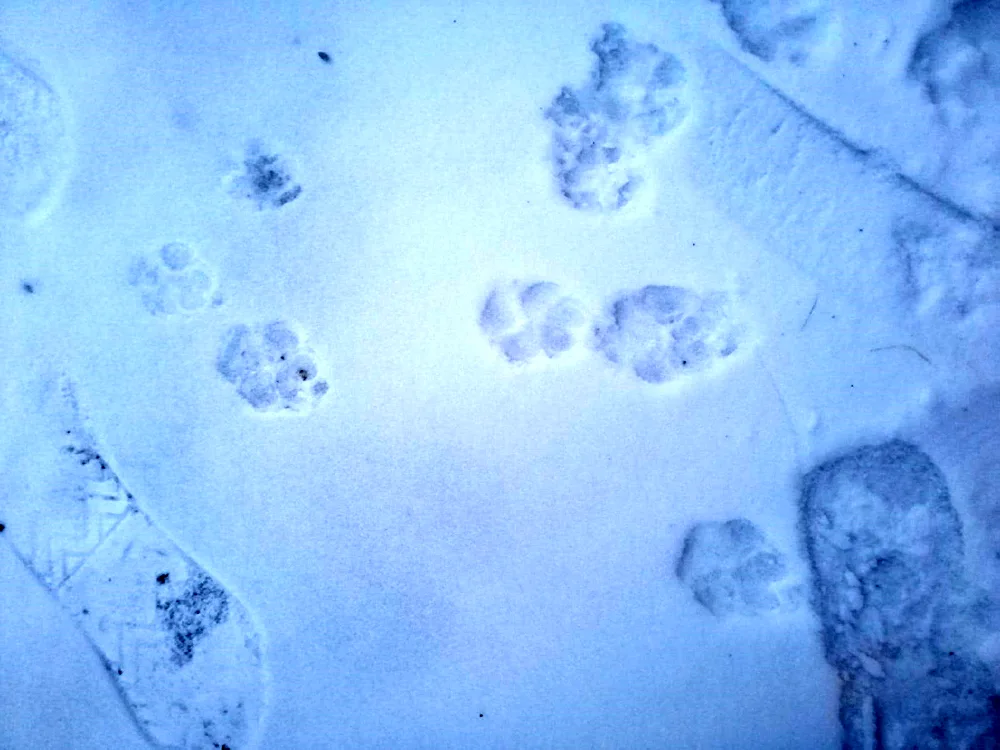 Animal tracks in the snow