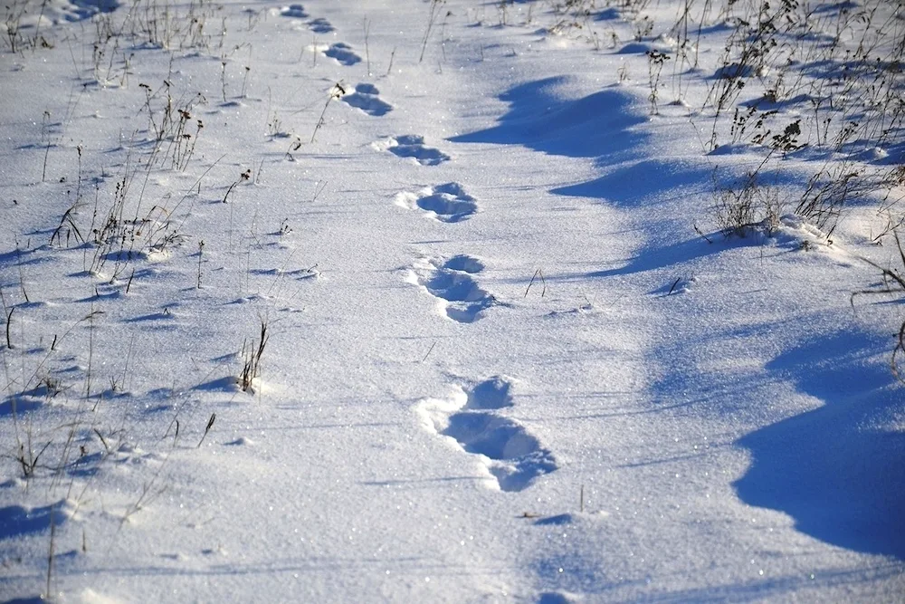River tracks in the snow