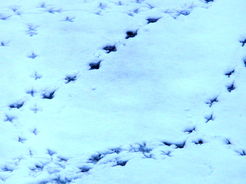 Weasel tracks in the snow