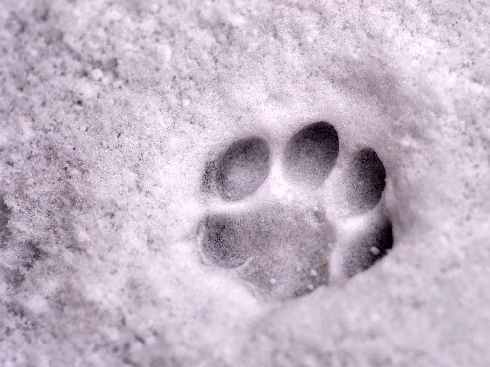 Animal paw tracks in the snow