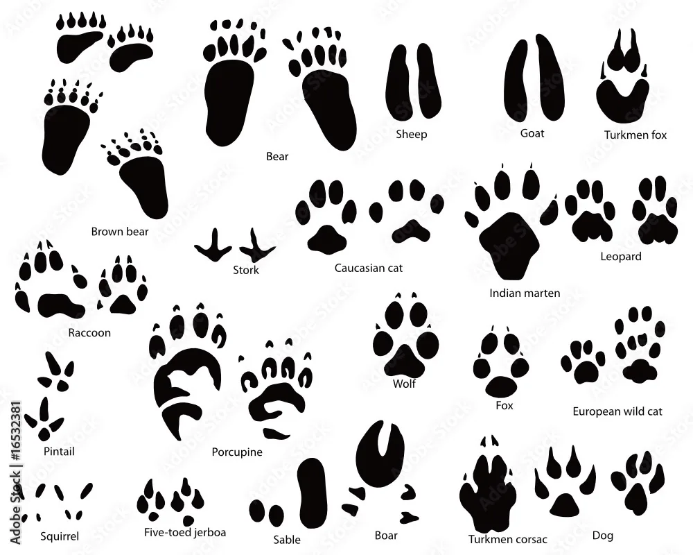 Cat feet background