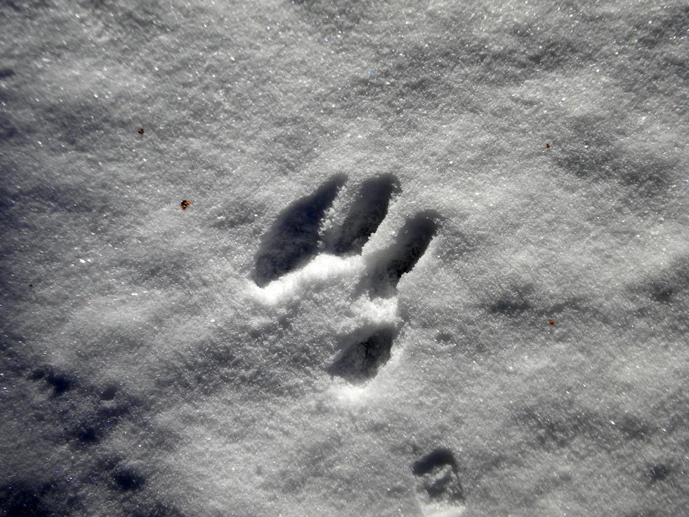 Animal tracks wolf hare hare bear fox tracks