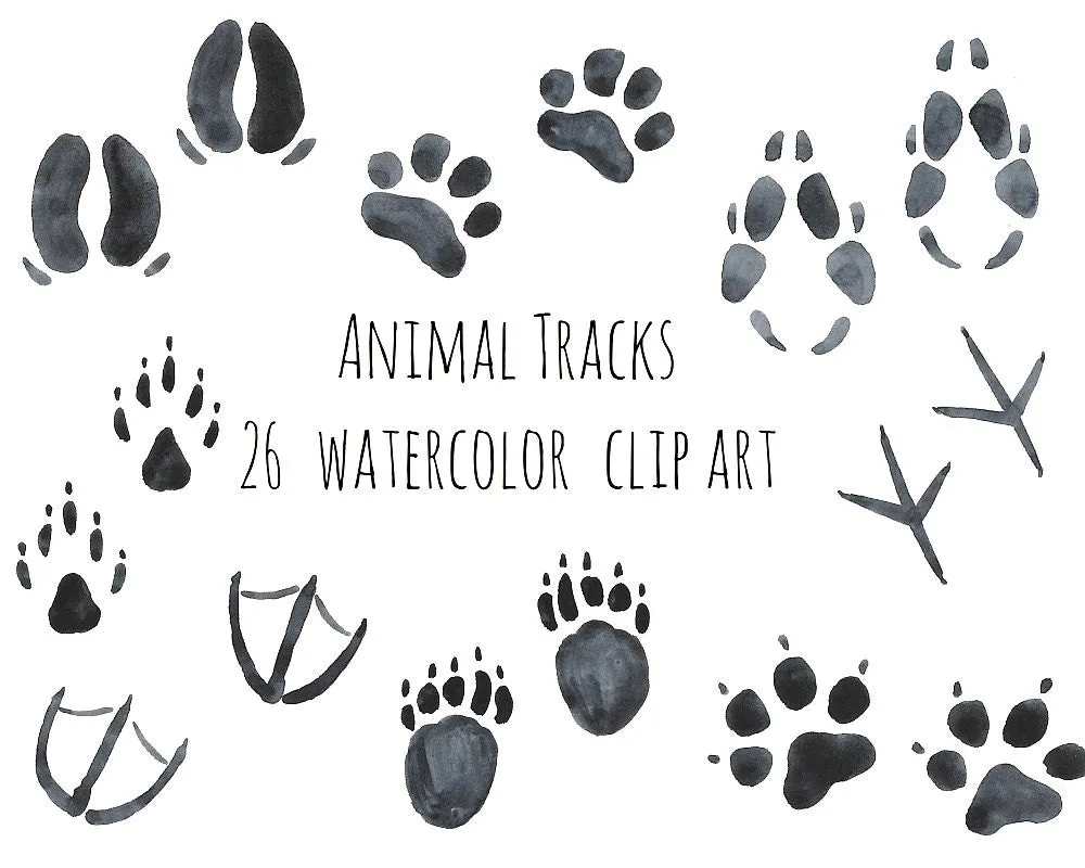 Animal tracks