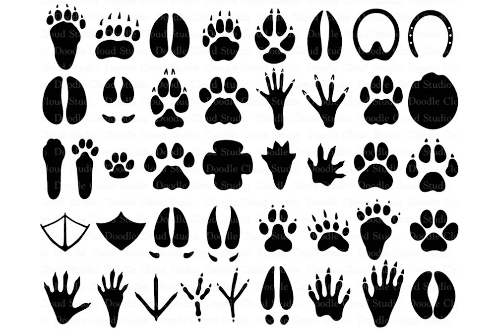 Animal tracks