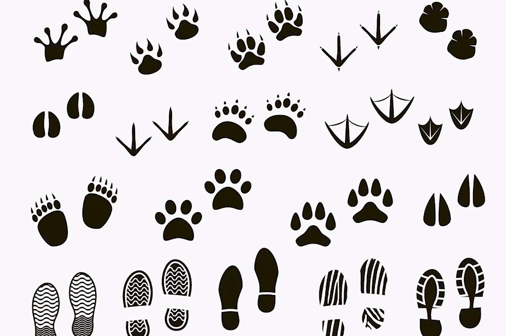 Animal tracks