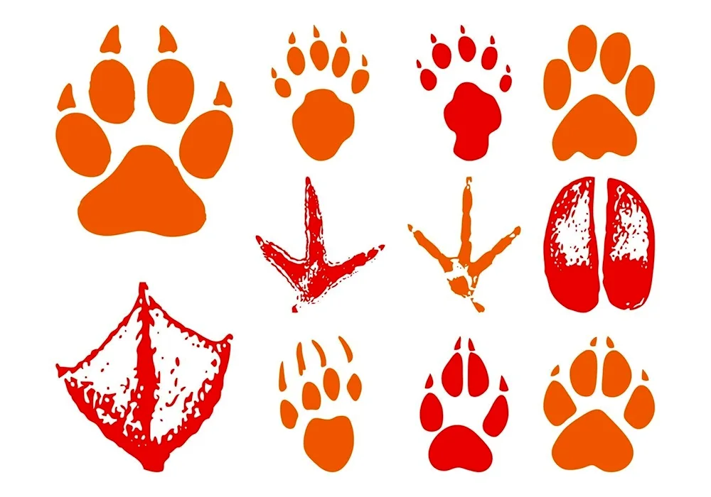 Animal tracks of different animals