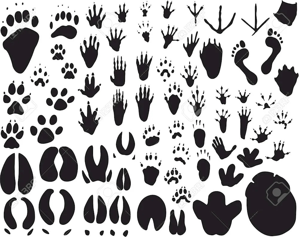 Animal tracks