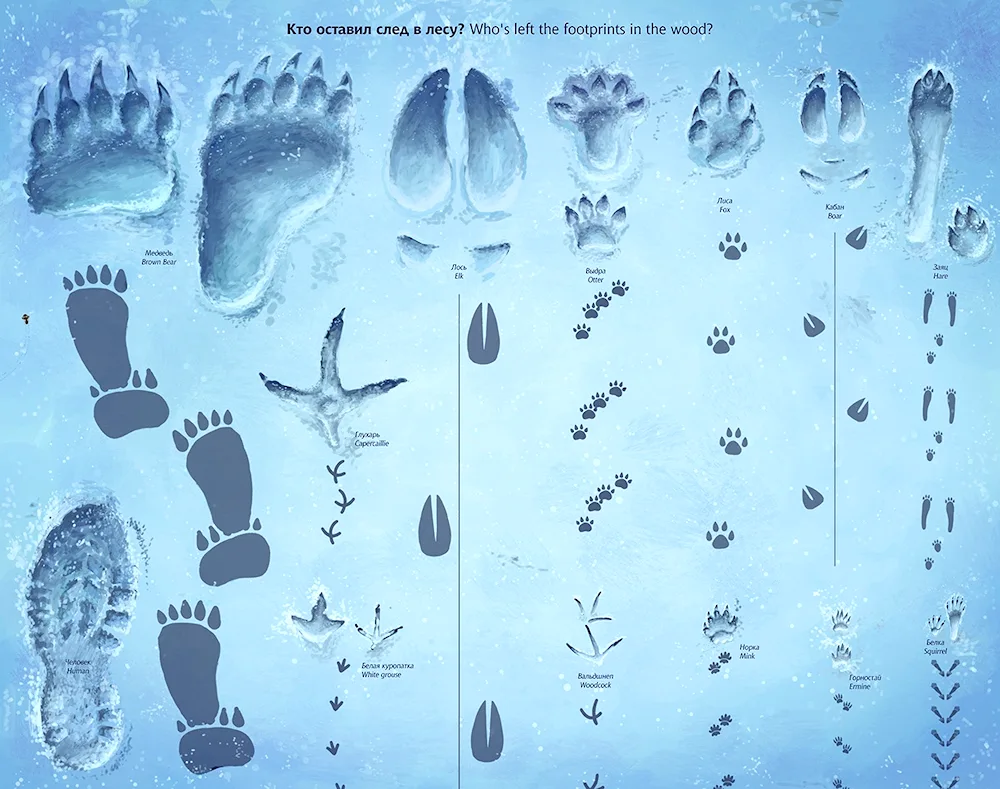 Didactic game whose footprints are pets