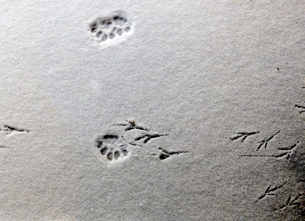 Cat paw tracks