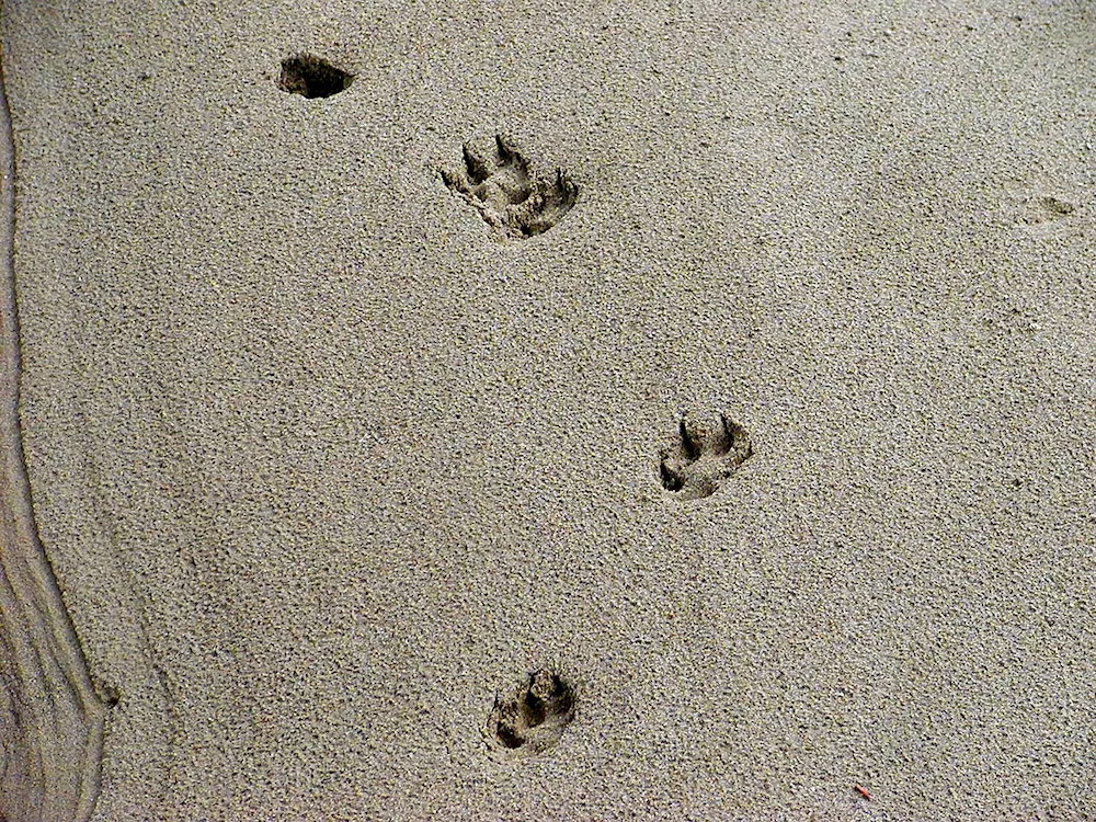 Animal tracks in the sand