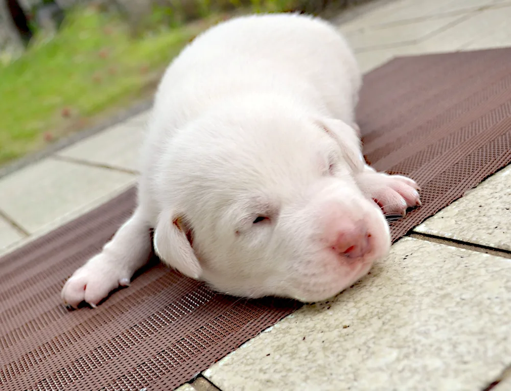 Siberian Husky newborn puppies