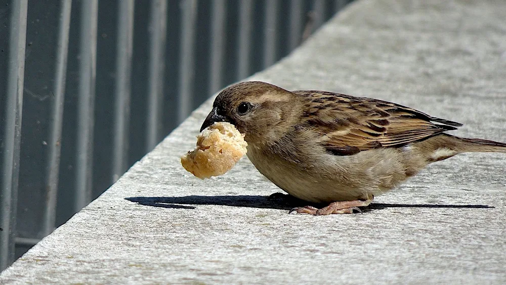 Flecked Sparrow. Sparrow