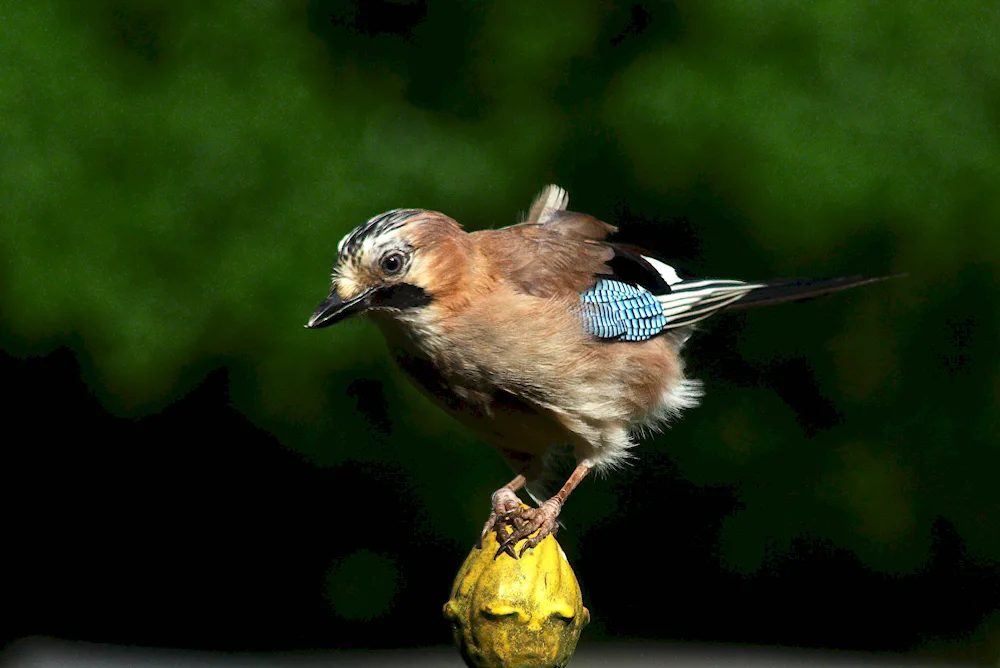 Crested Titmouse