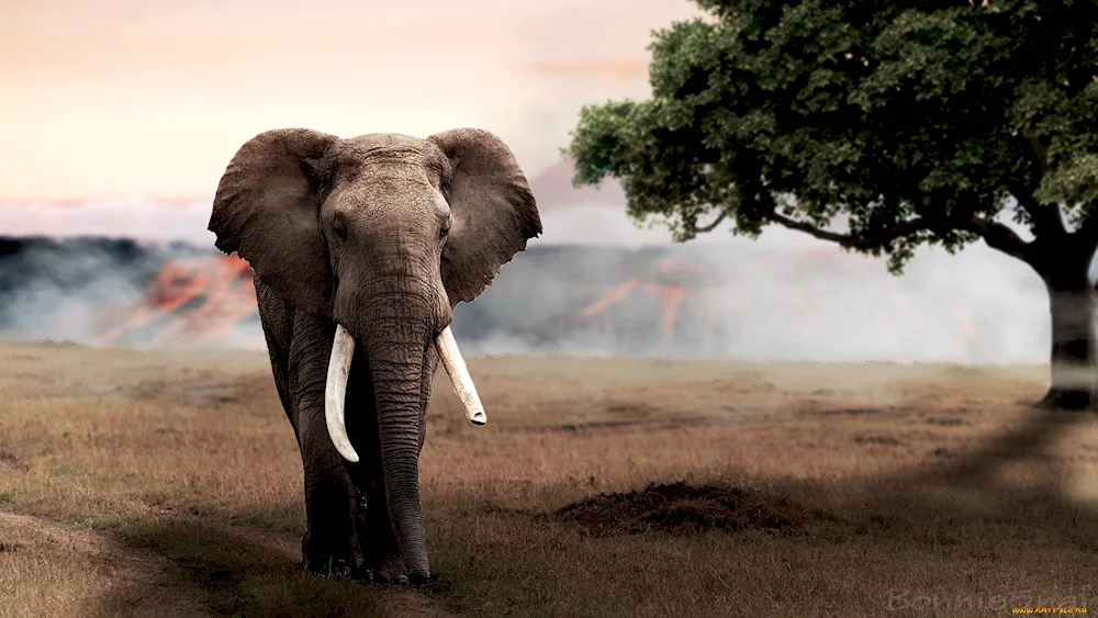 Elephant
