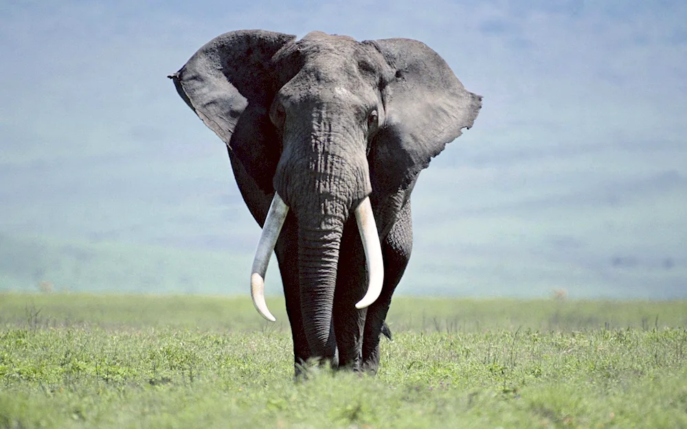 African elephant savannah elephant