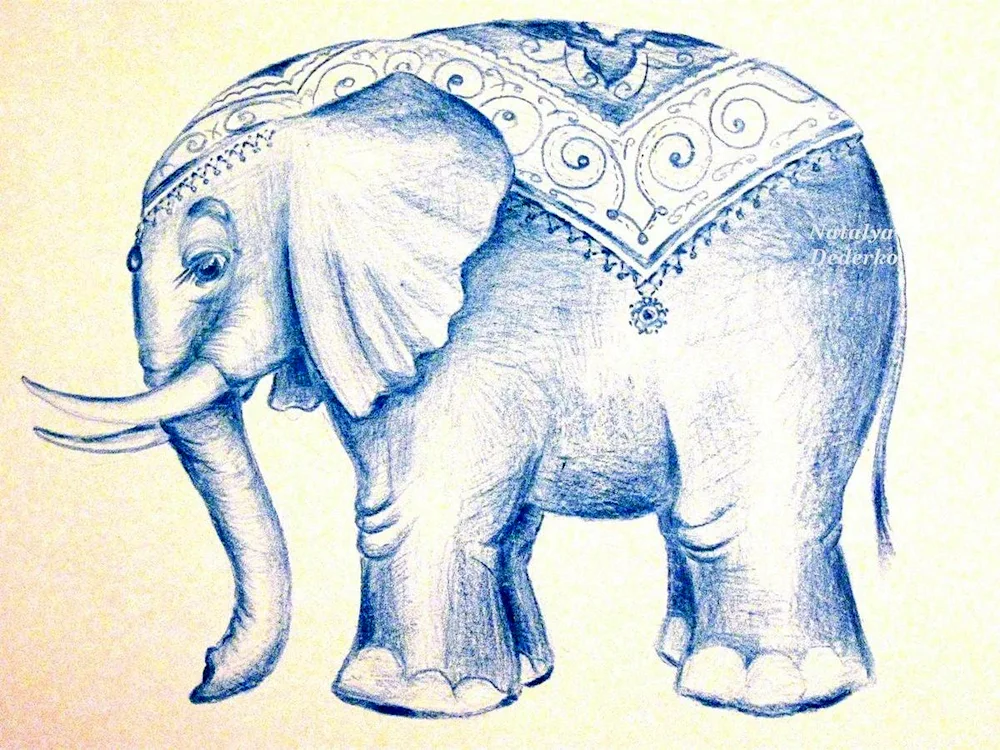 Elephant drawing