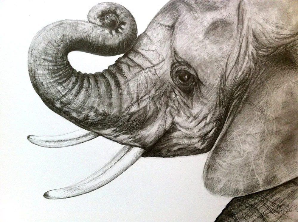 Elephant drawing